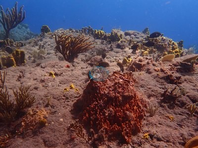 Image 27