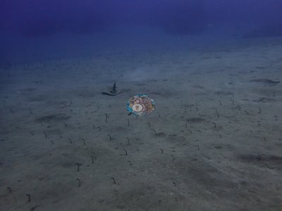 Image 33
