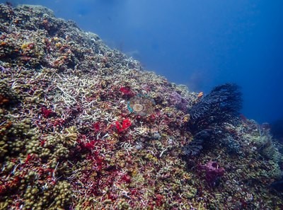 Image 13