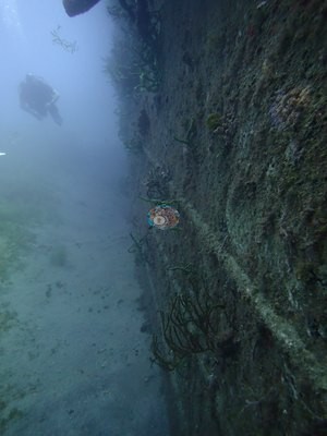 Image 45