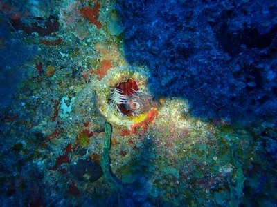 Image 47