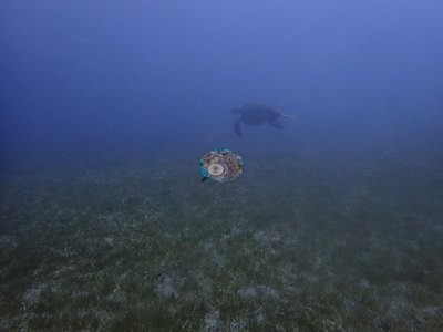 Image 27