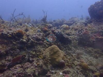 Image 31