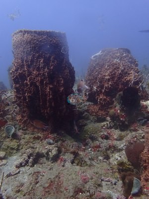 Image 36