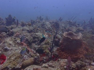 Image 39