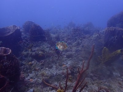 Image 7