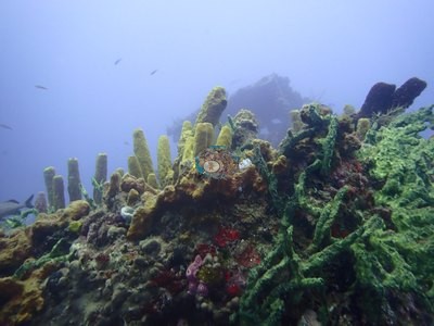 Image 30