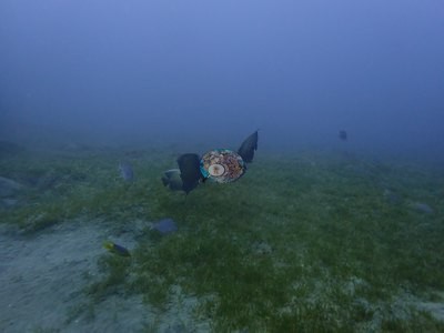 Image 33