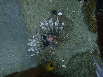 Image 8