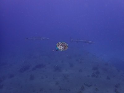 Image 9