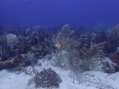 Image 17