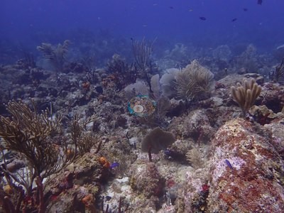 Image 19