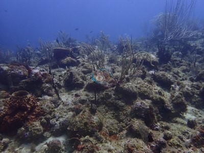 Image 20