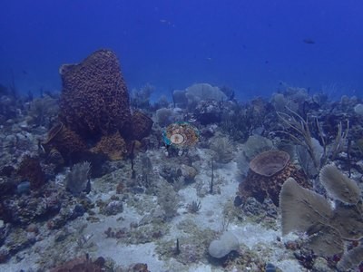 Image 30