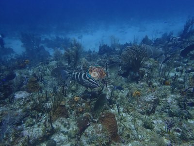 Image 31