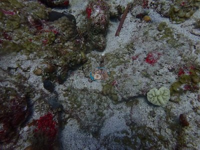 Image 33