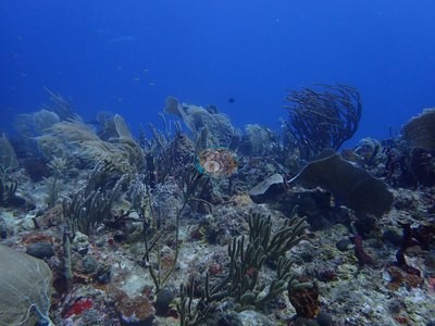 Image 34