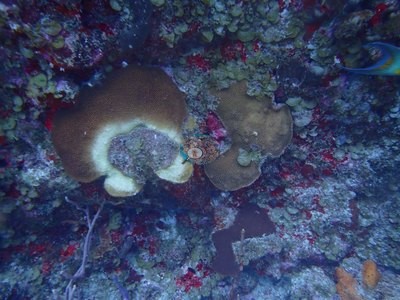Image 37