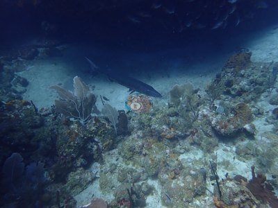 Image 38