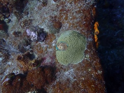 Image 39