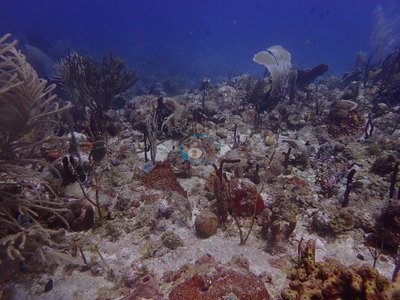 Image 45