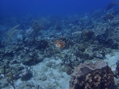 Image 46