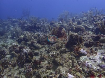 Image 8