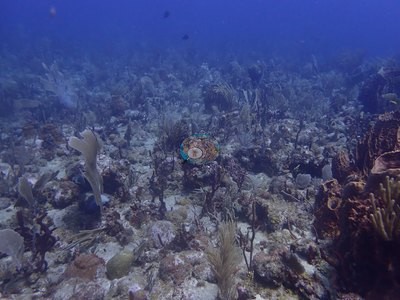 Image 9