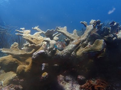 Image 15