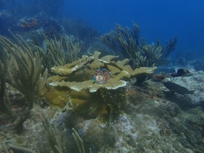 Image 36