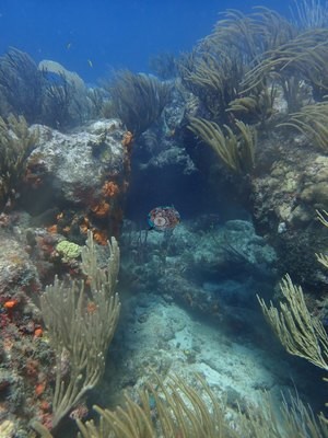 Image 54
