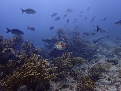 Image 12