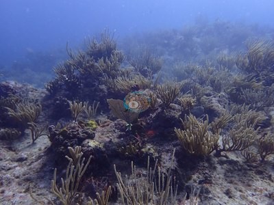 Image 16