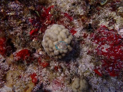 Image 31