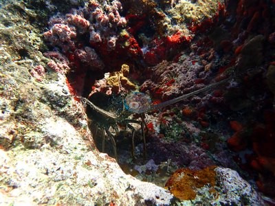 Image 37