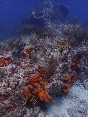 Image 8