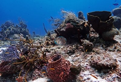 Image 11