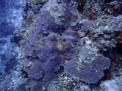 Image 31