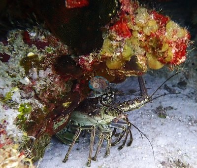 Image 7