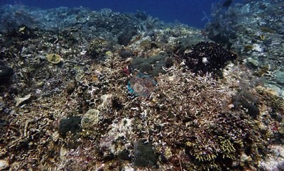 Image 37