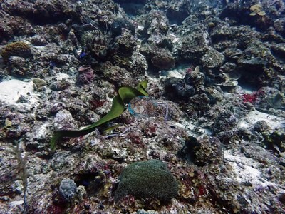 Image 46