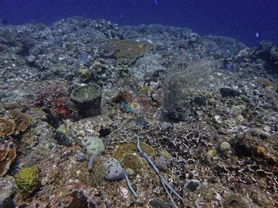 Image 55