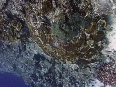 Image 9