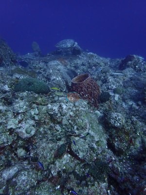 Image 14