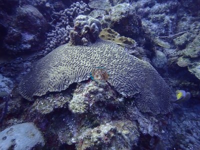 Image 36
