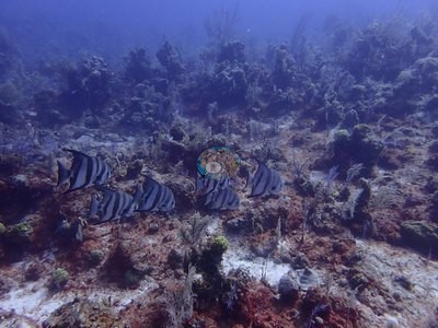 Image 38