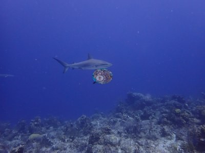 Image 39