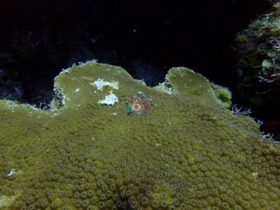 Image 41