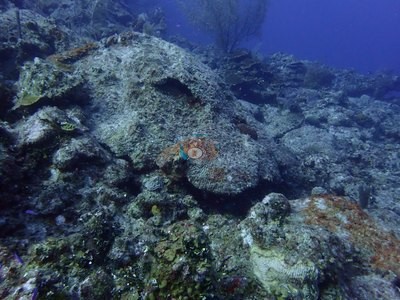 Image 46