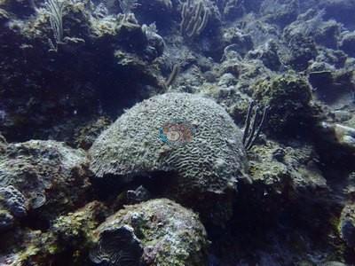 Image 5